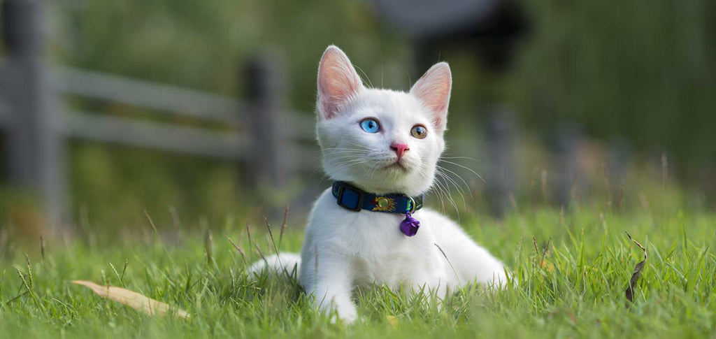 Cat Collars - Chic Pets