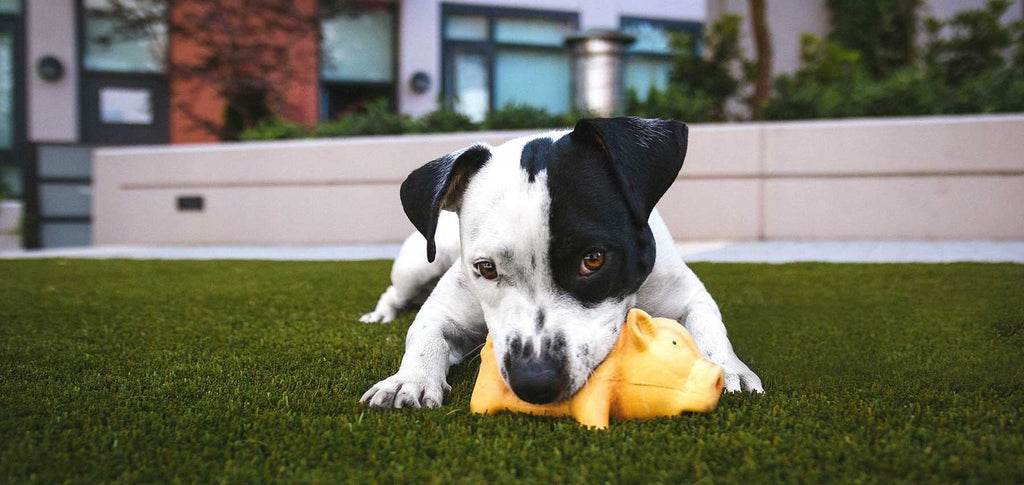 Dog Toys - Chic Pets